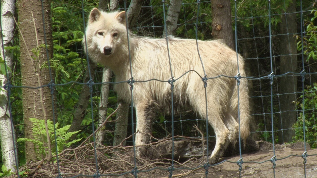Les visiteurs pourront admirer de très près de nombreux animaux de la faune locale au Miller Zoo.