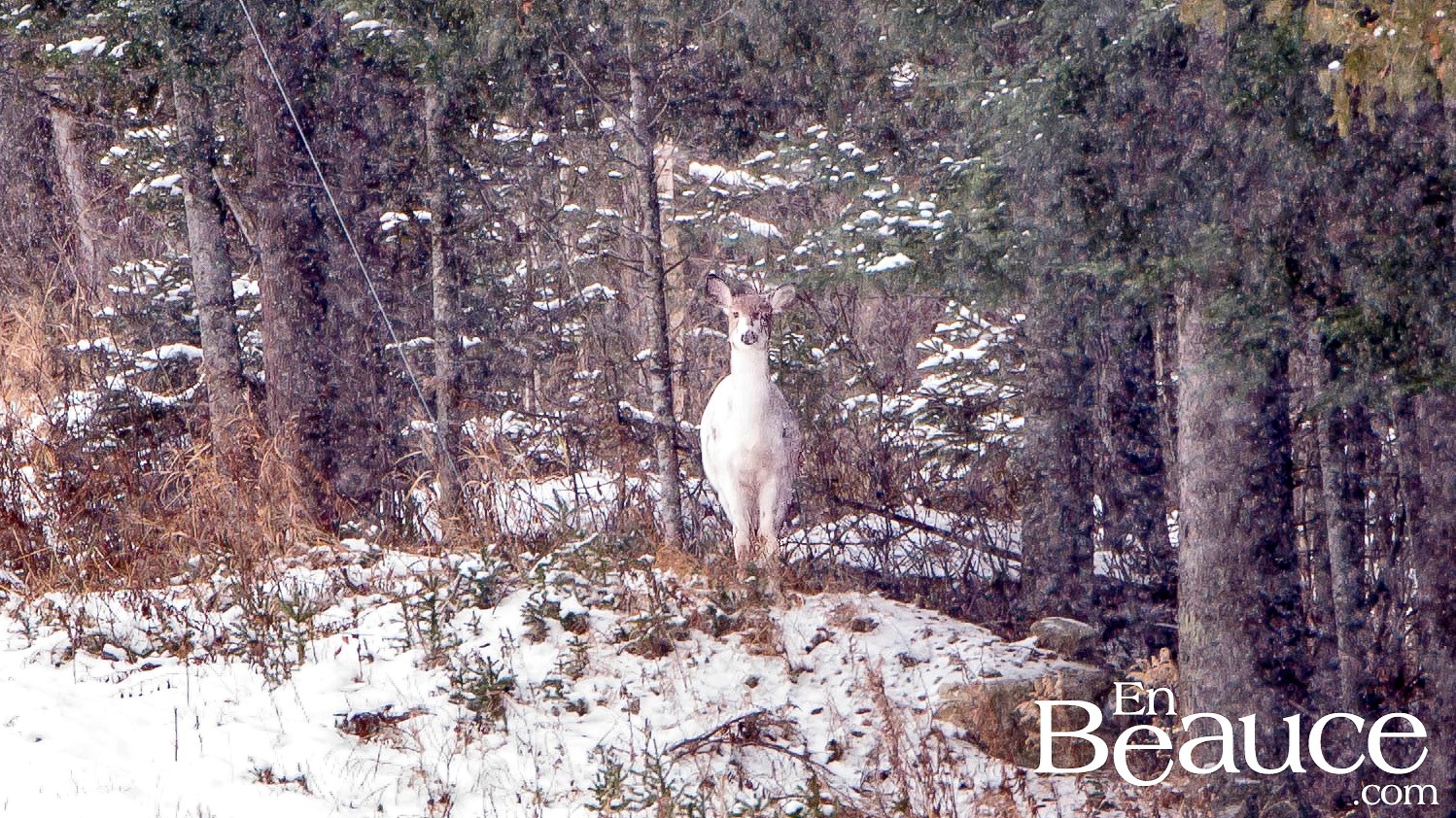 Le chevreuil présent sur la photo a été authentifié par le Ministère des Forêts, de la Faune et des Parcs comme étant bel et bien un « chevreuil-pie » ou « calico », probablement une femelle. Contrairement à l'animal photographié, les chevreuils albinos ont le museau rose, les yeux clairs et l'intégralité du pelage blanc. 