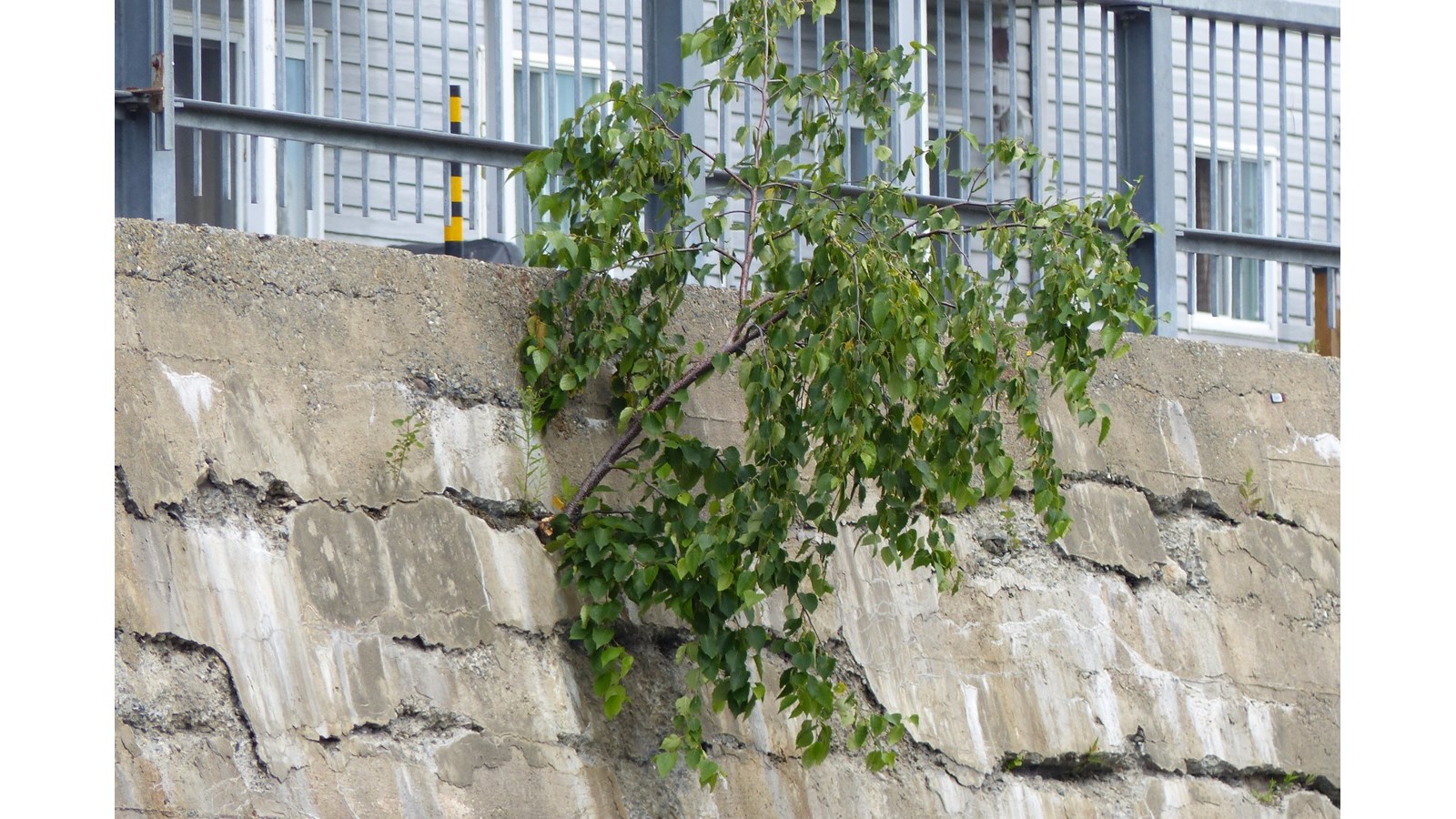 L'état du mur de soutènement de la Promenade Redmond à Saint-Georges en date du vendredi 14 juillet 2017.