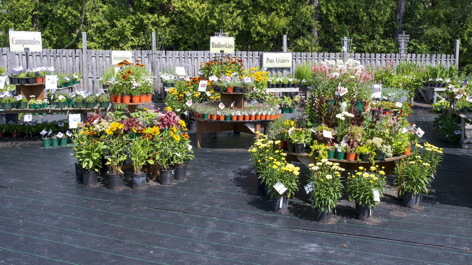 Plus que quelques jours avant la grande vente d'été des Serres Saint-Georges