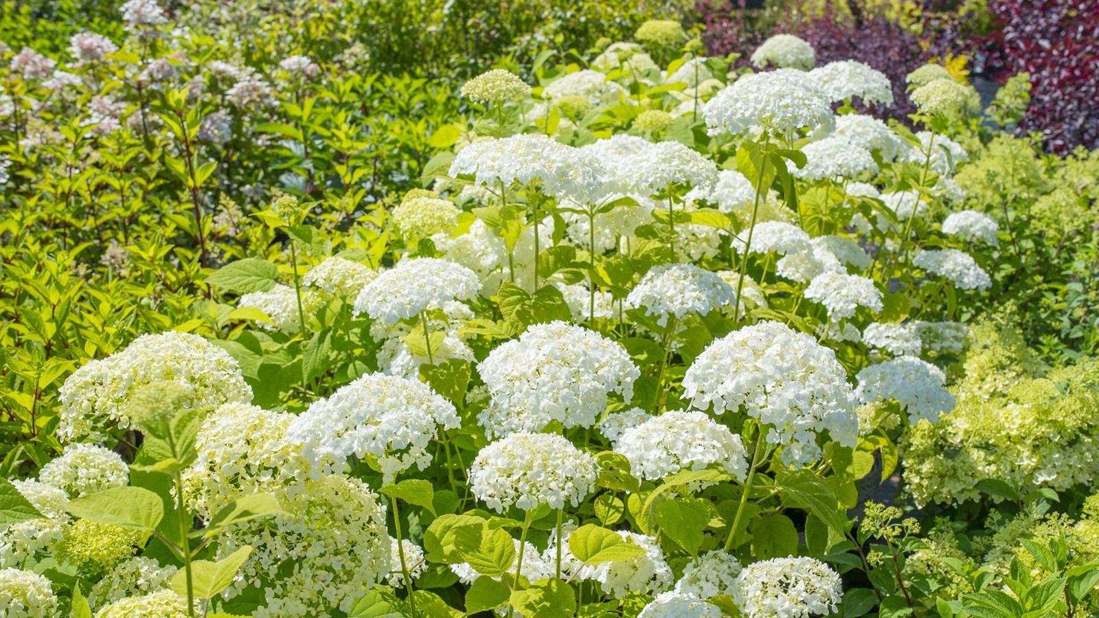 Plus que quelques jours avant la grande vente d'été des Serres Saint-Georges