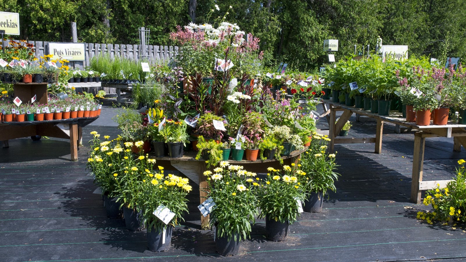 Plus que quelques jours avant la grande vente d'été des Serres Saint-Georges