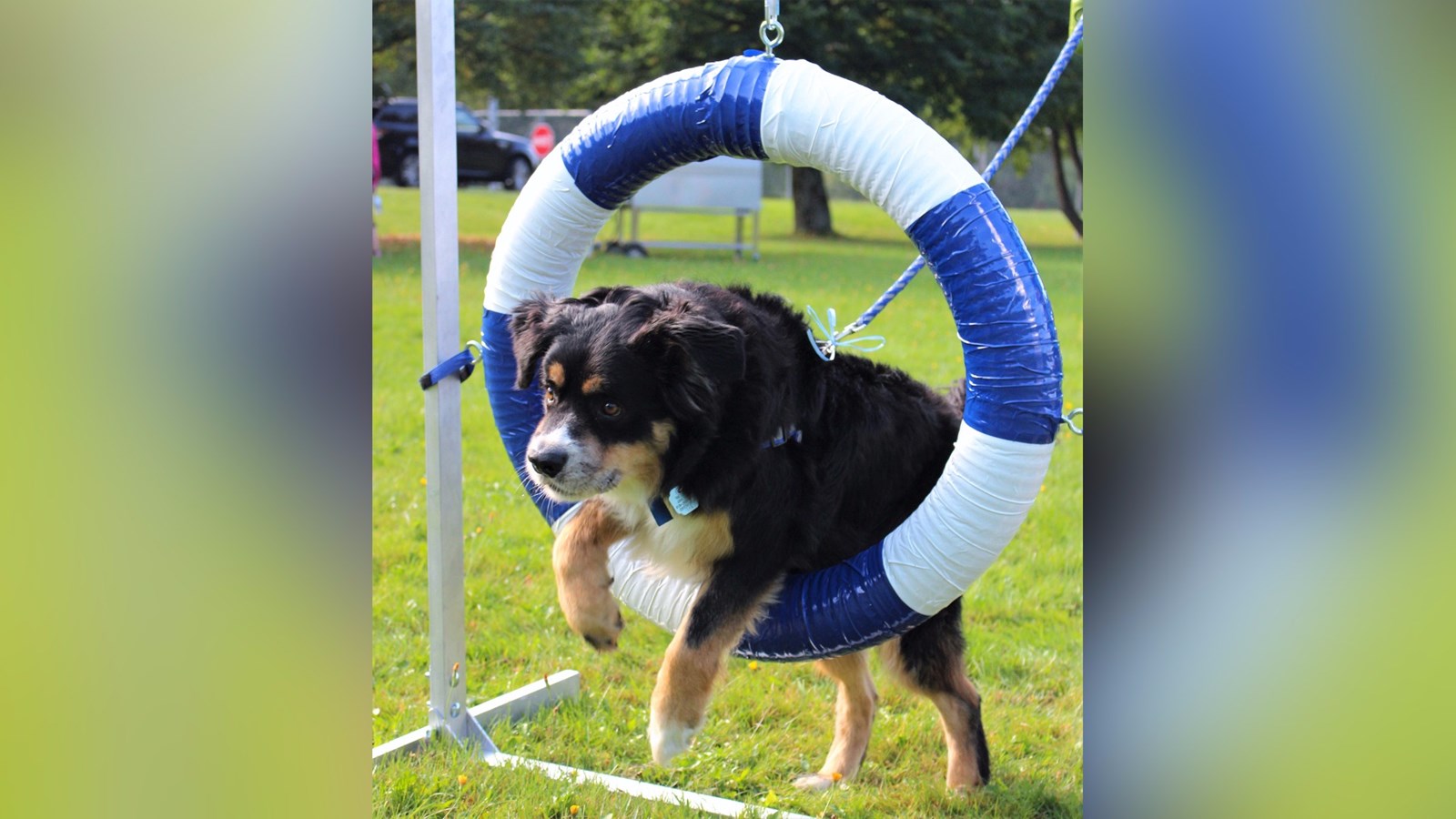 Lors de la marche canine au profit de la SPA Beauce-Etchemin qui s'est déroulée le samedi 23 septembre 2017, les participants ont pu mettre les habiletés de leur chien à l'épreuve avec un mini parcours d'agilité.