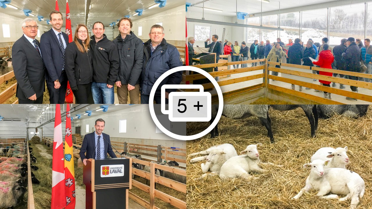 Une contribution de 430 000 $ pour venir en aide aux producteurs ovins
