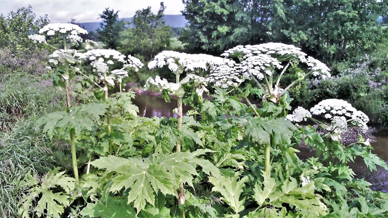 La berce du Caucase est une espèce exotique envahissante qui peut s’étendre rapidement, notamment par le biais des cours d’eau et des activités humaines comme l’agriculture. Elle représente un risque pour la santé et l’environnement.