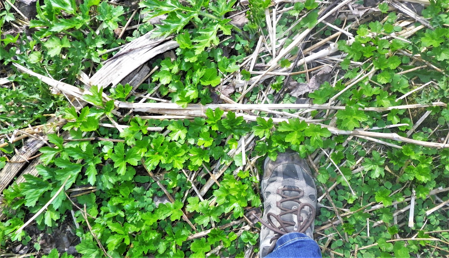 La berce du Caucase est une espèce exotique envahissante qui peut s’étendre rapidement, notamment par le biais des cours d’eau et des activités humaines comme l’agriculture. Elle représente un risque pour la santé et l’environnement.
