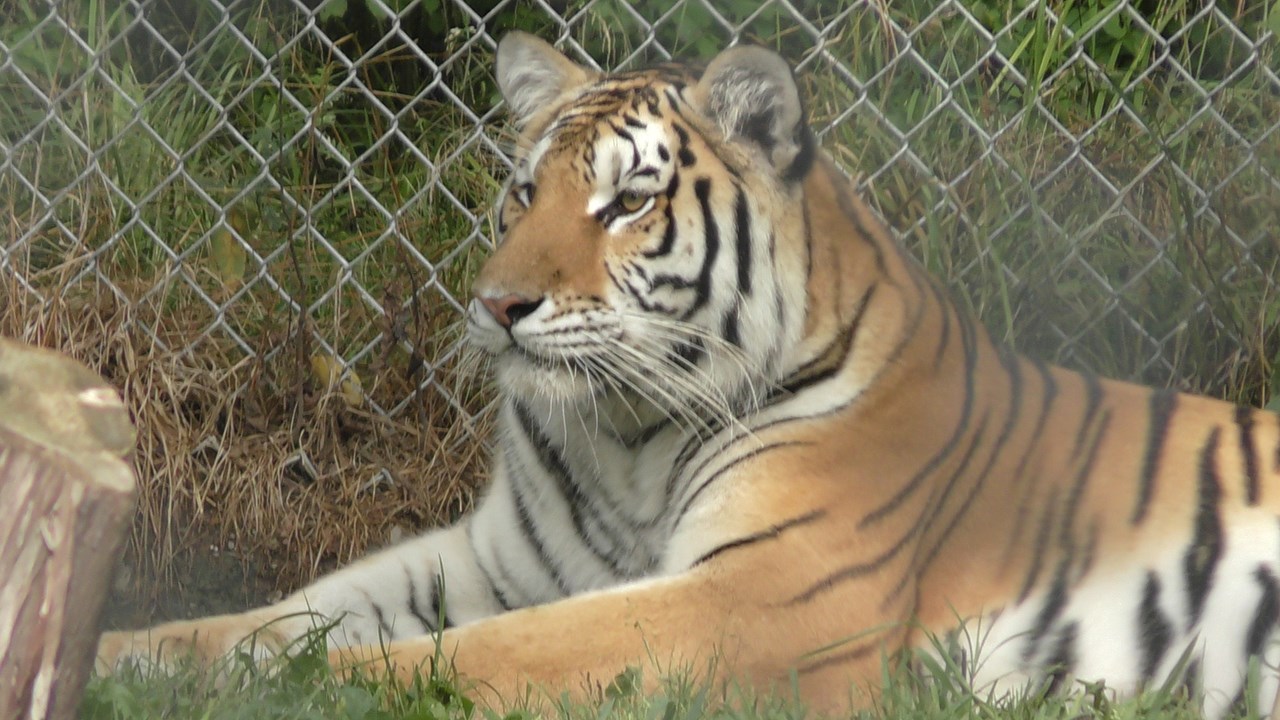 Normand DeLessard se rend au Miller Zoo de Frampton