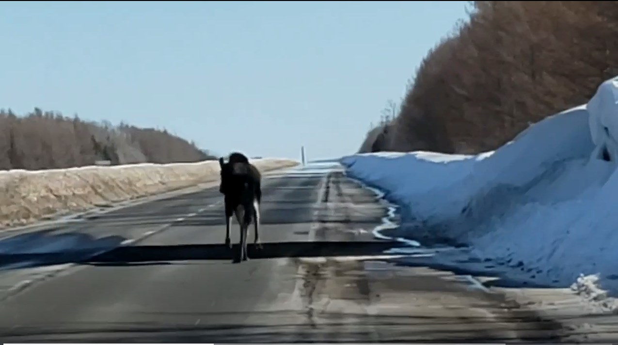 Un orignal à deux reprises sur l'autoroute 73