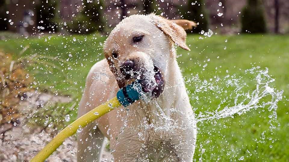 Il fait chaud aussi pour nos animaux