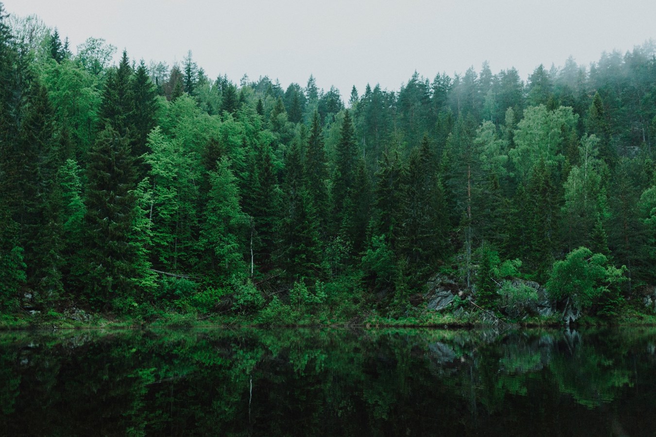 Québec dévoile son plan de soutien au développement de la forêt privée