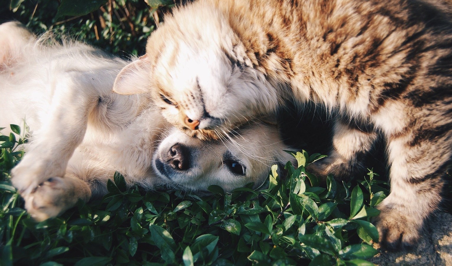 Modifications au renouvellement des médailles pour vos chiens et chats