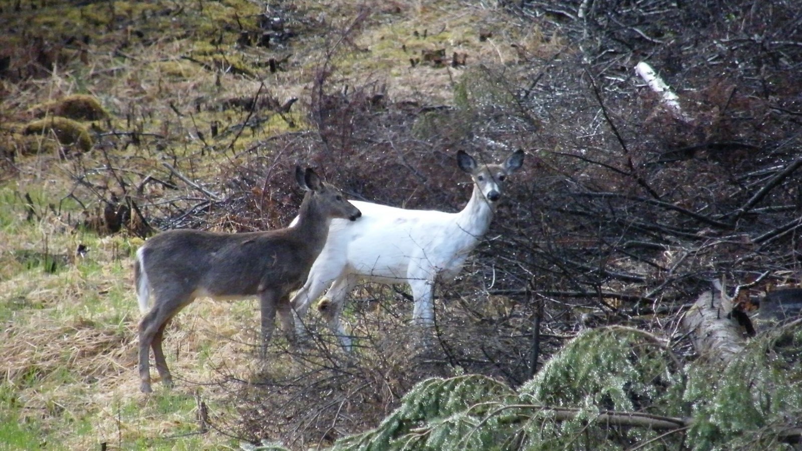 Quand la faune locale est surprenante!