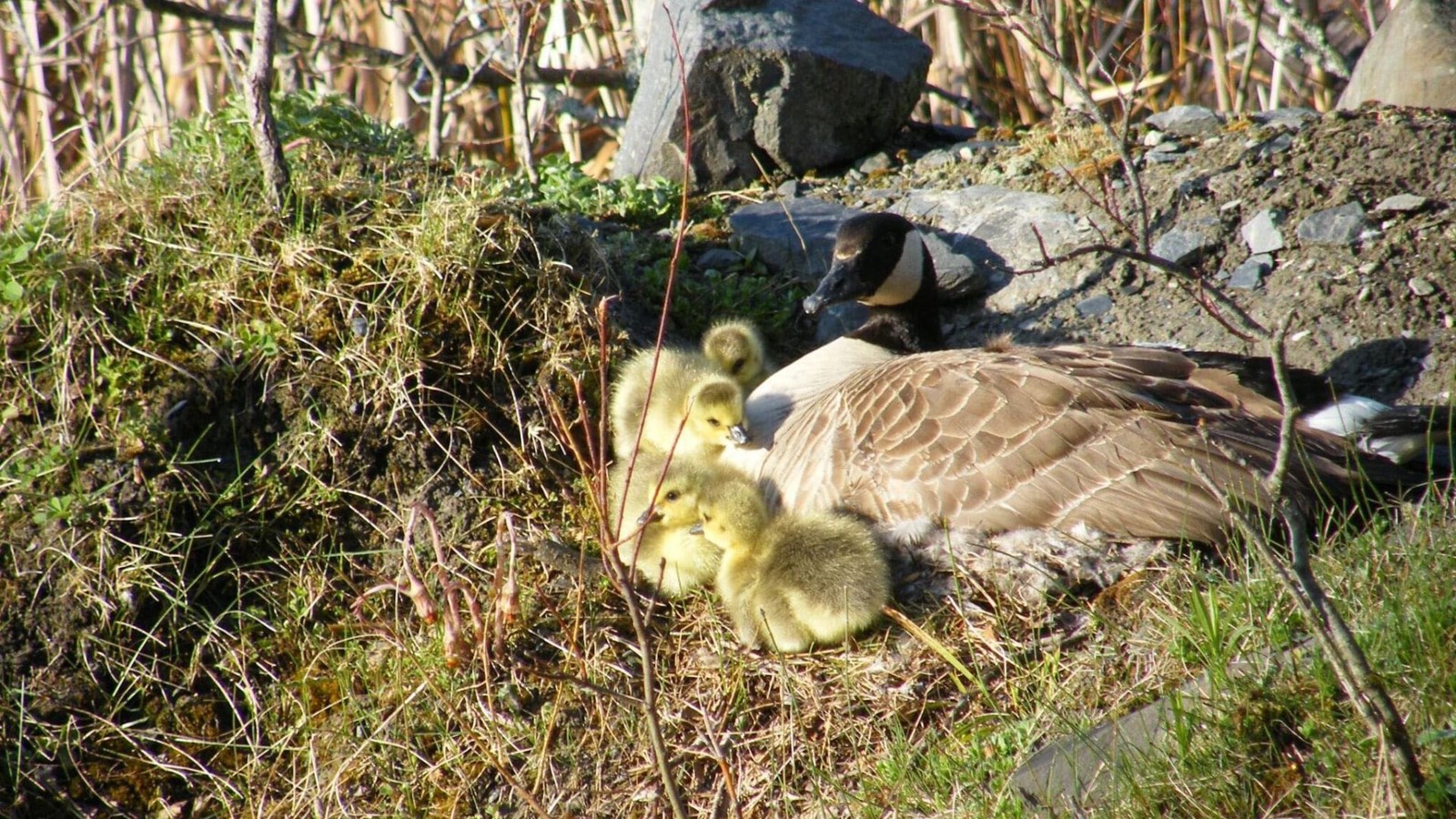 Quand la faune locale est surprenante!