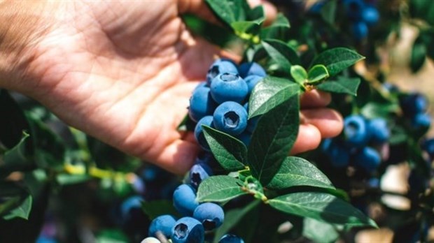 La saison du bleuet est lancée en Chaudière-Appalaches