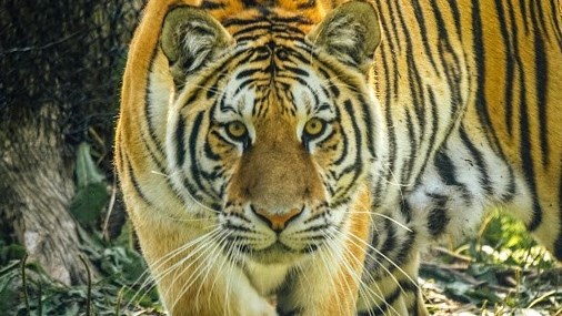 Un dépistage de la COVID-19 est nécessaire pour des visiteurs du Miller Zoo