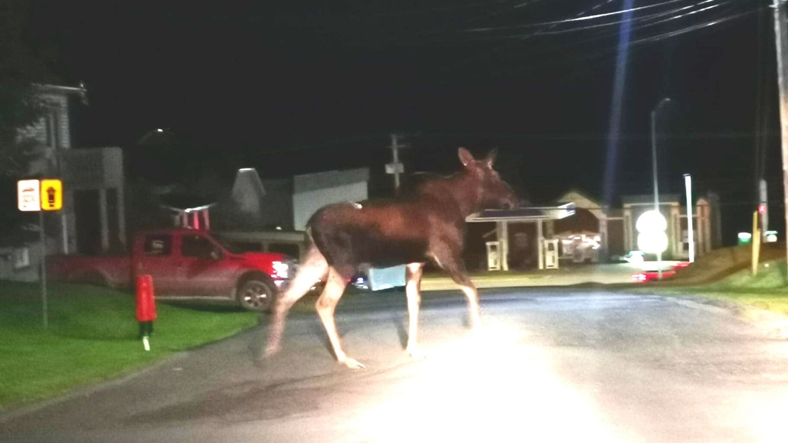 Gambade d'un jeune orignal à Saint-Georges la nuit dernière