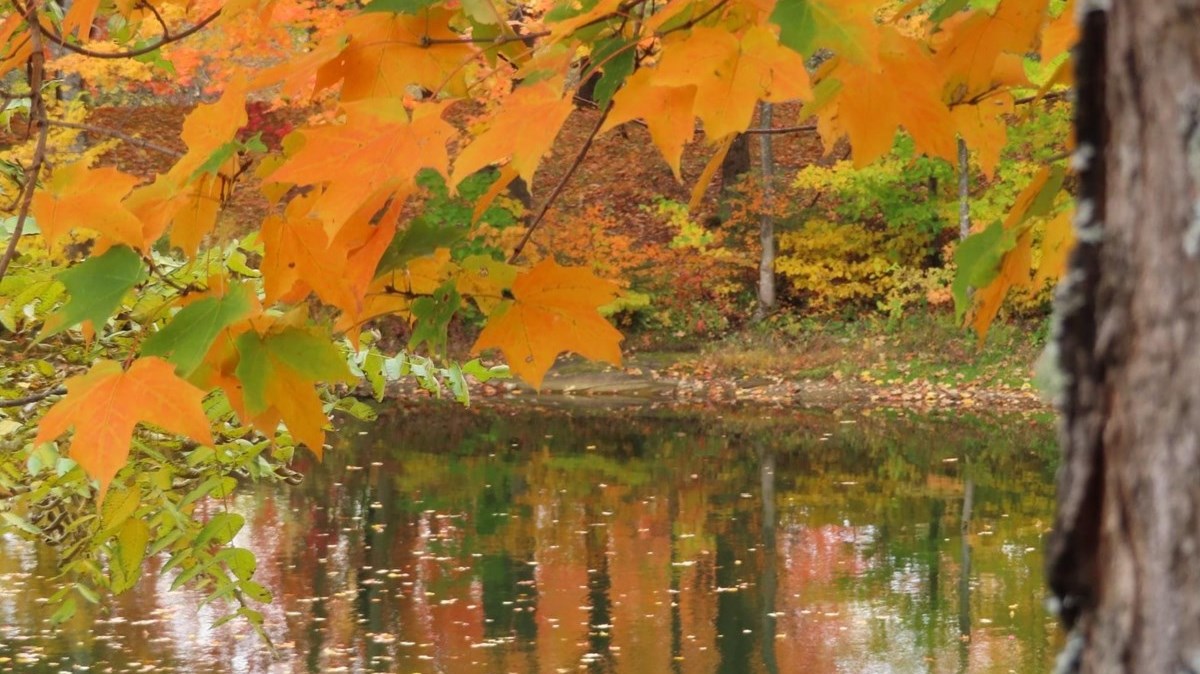 Captez-nous en photos la belle saison des couleurs — GALERIE 3