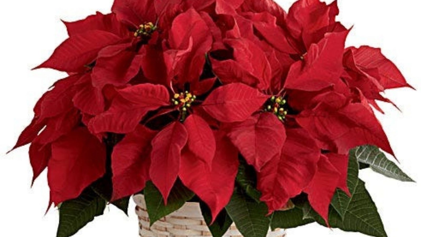 La 6e Campagne des poinsettias est en marche