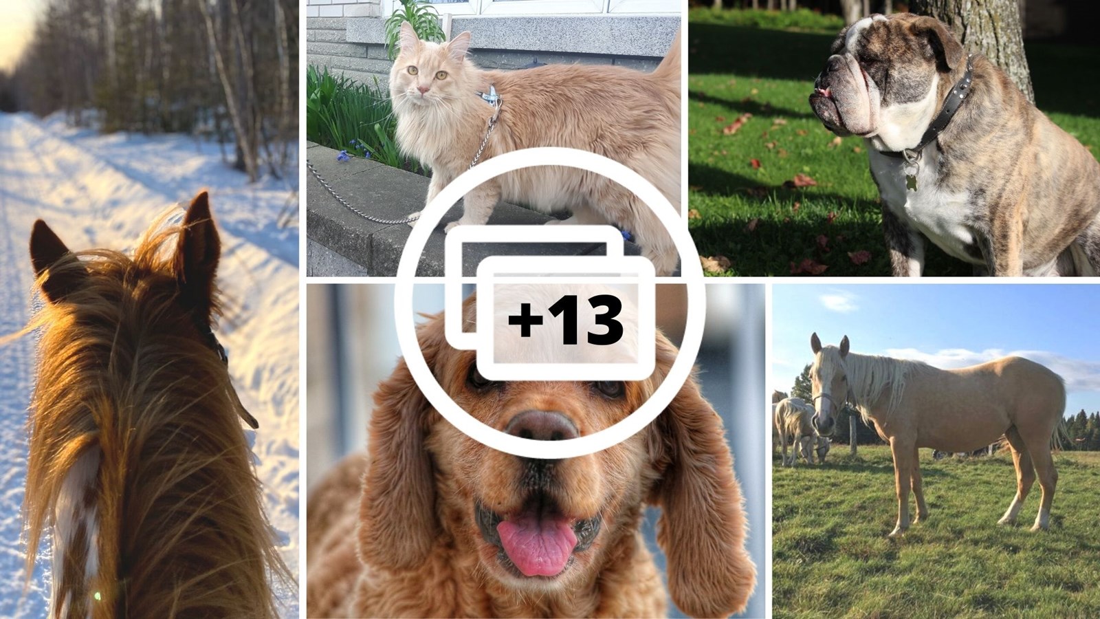 Galerie 2 : vos animaux en balade