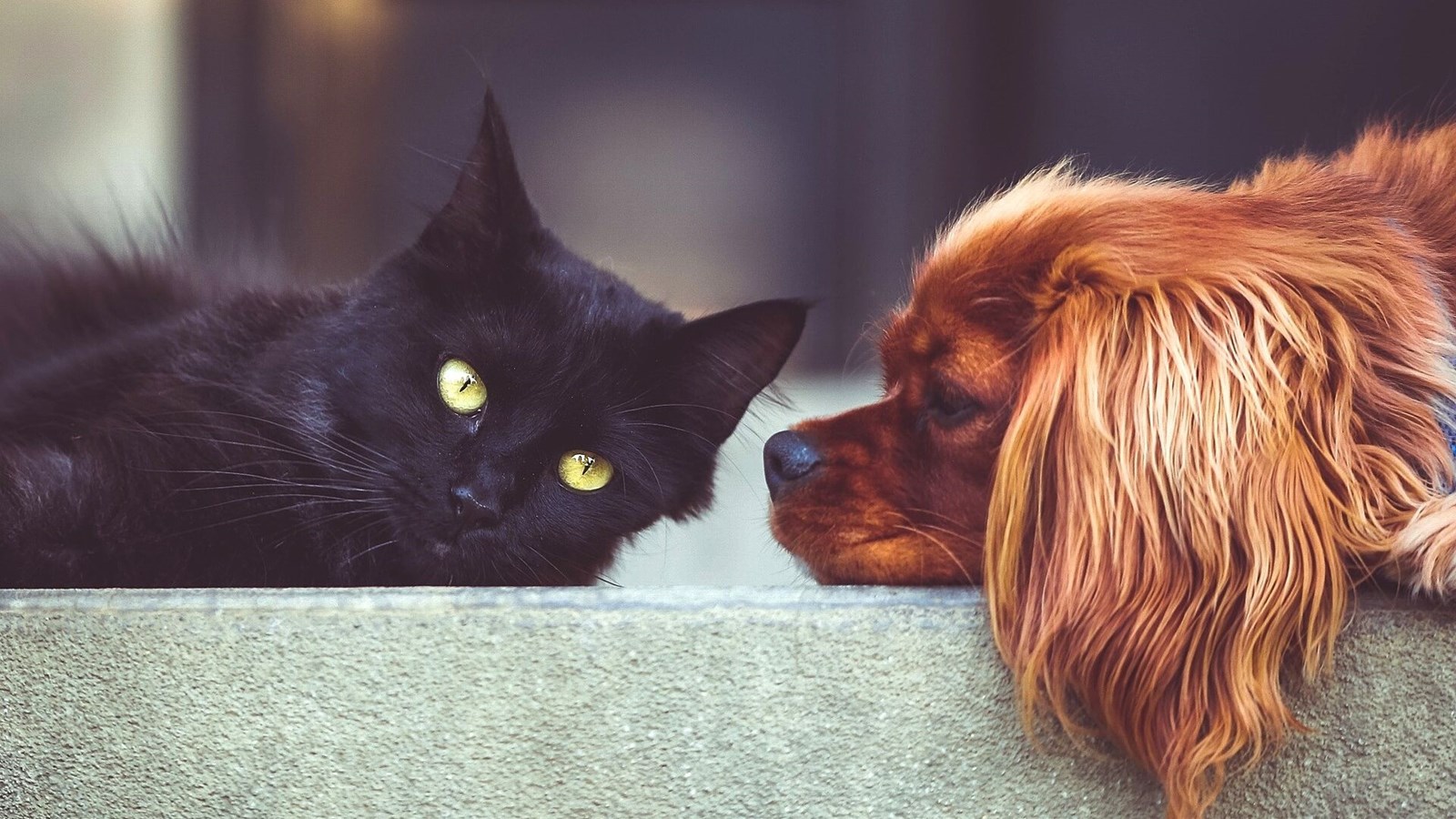 iWoouf : la nouvelle plateforme pour le gardiennage d'animaux