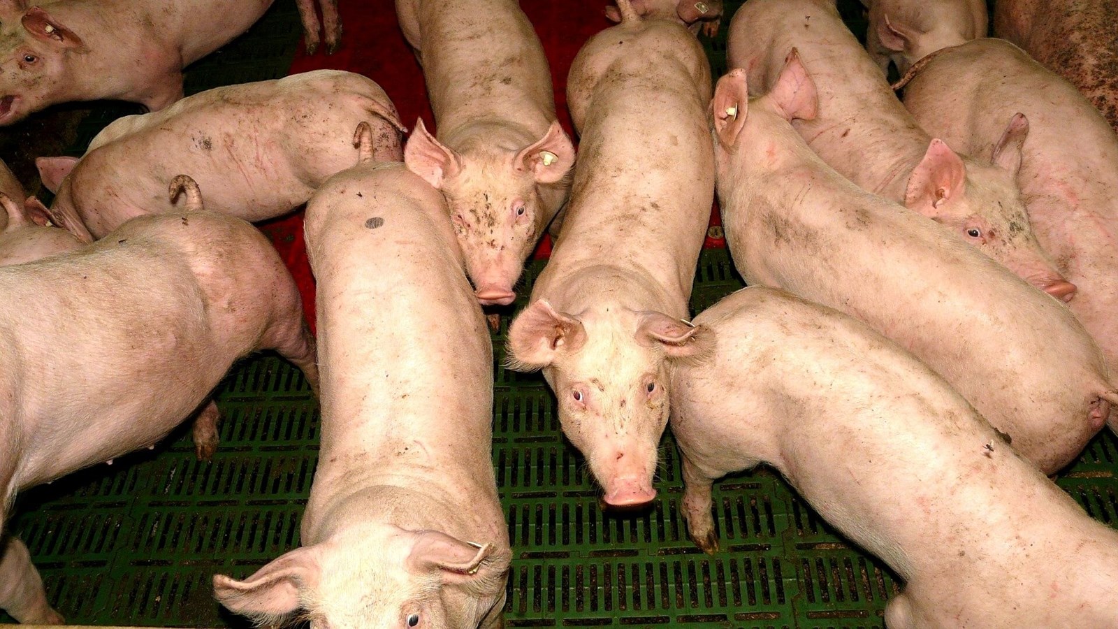 Conflit chez Olymel : les éleveurs de porc de la Beauce s'impatientent