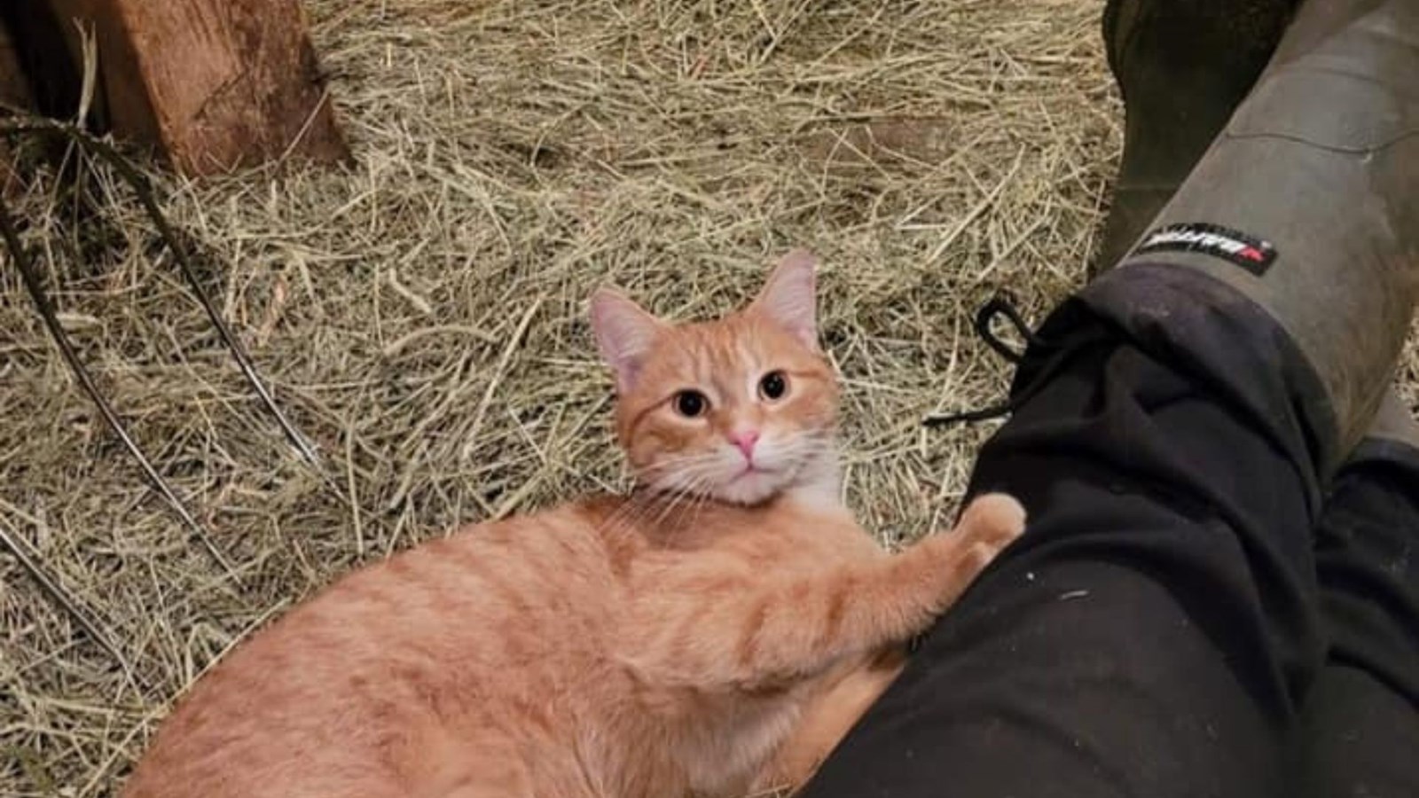Des chats recherchent un toit à la ferme 