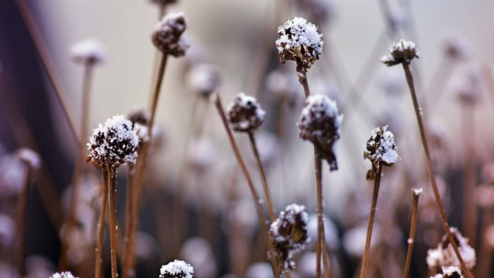 Galerie 5 : l'hiver beauceron
