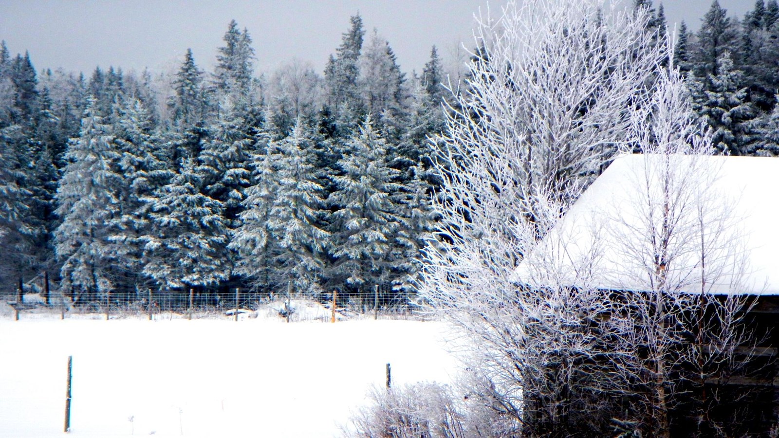 Galerie 8 : l'hiver beauceron