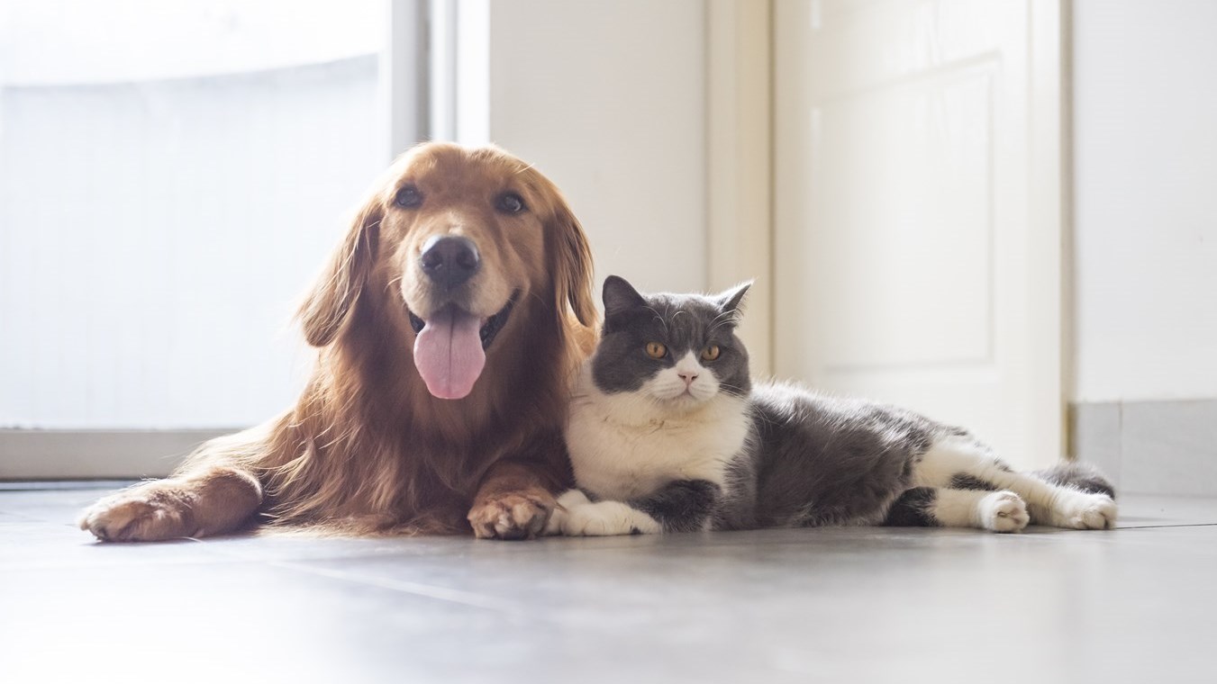 L'Escouade canine de la MRC effectue une tournée pour les médailles de chiens et chats
