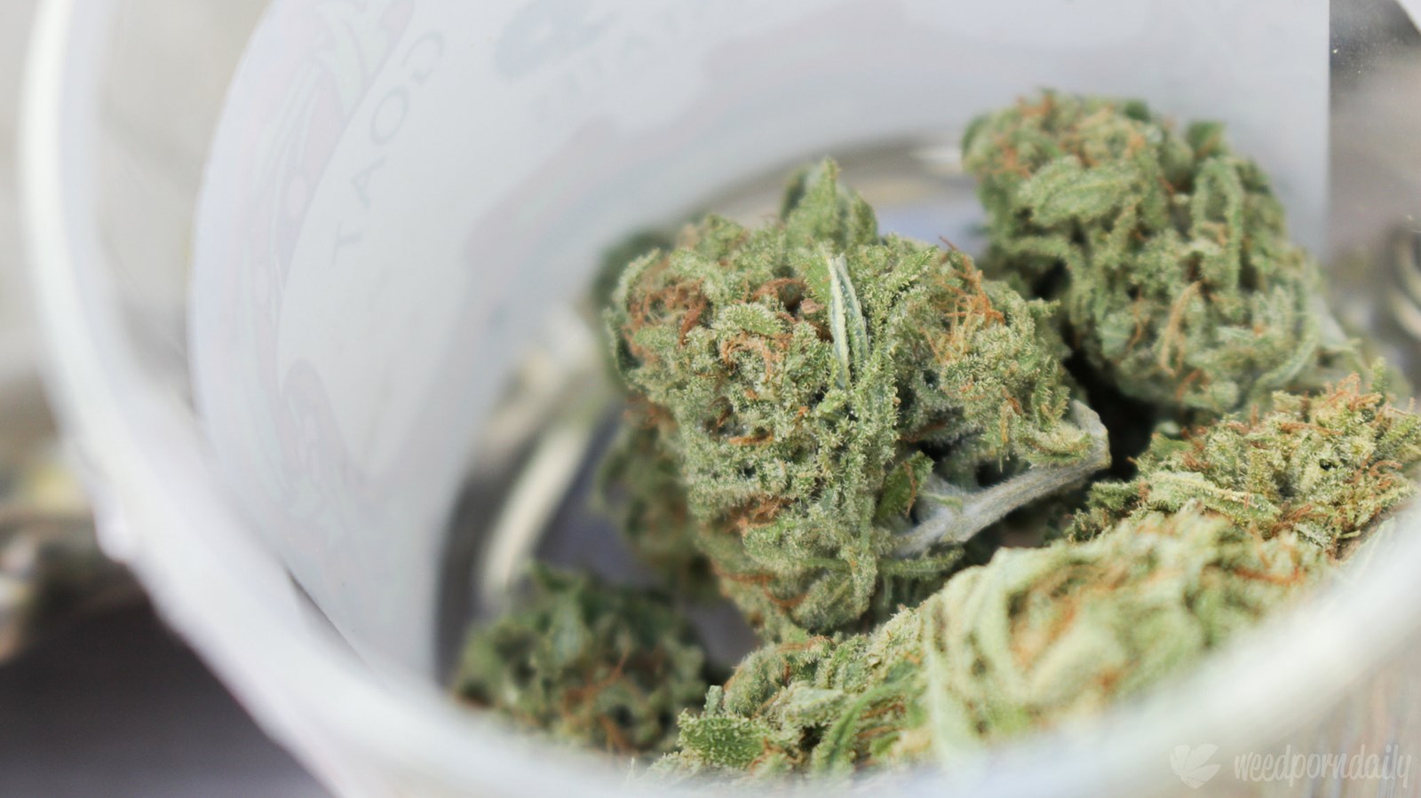 Production de cannabis: Teca Canna se joint au collectif DLYS