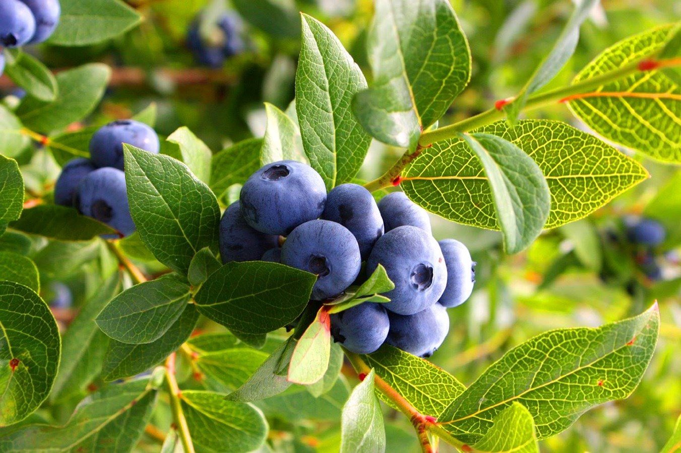 C'est le temps d'aller cueillir des bleuets!