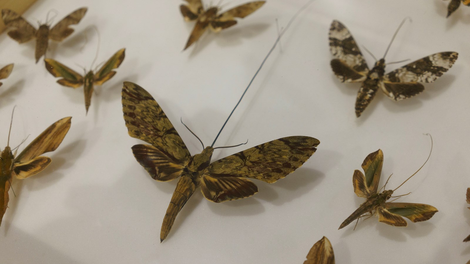 Une expérience captivante au Festival des insectes