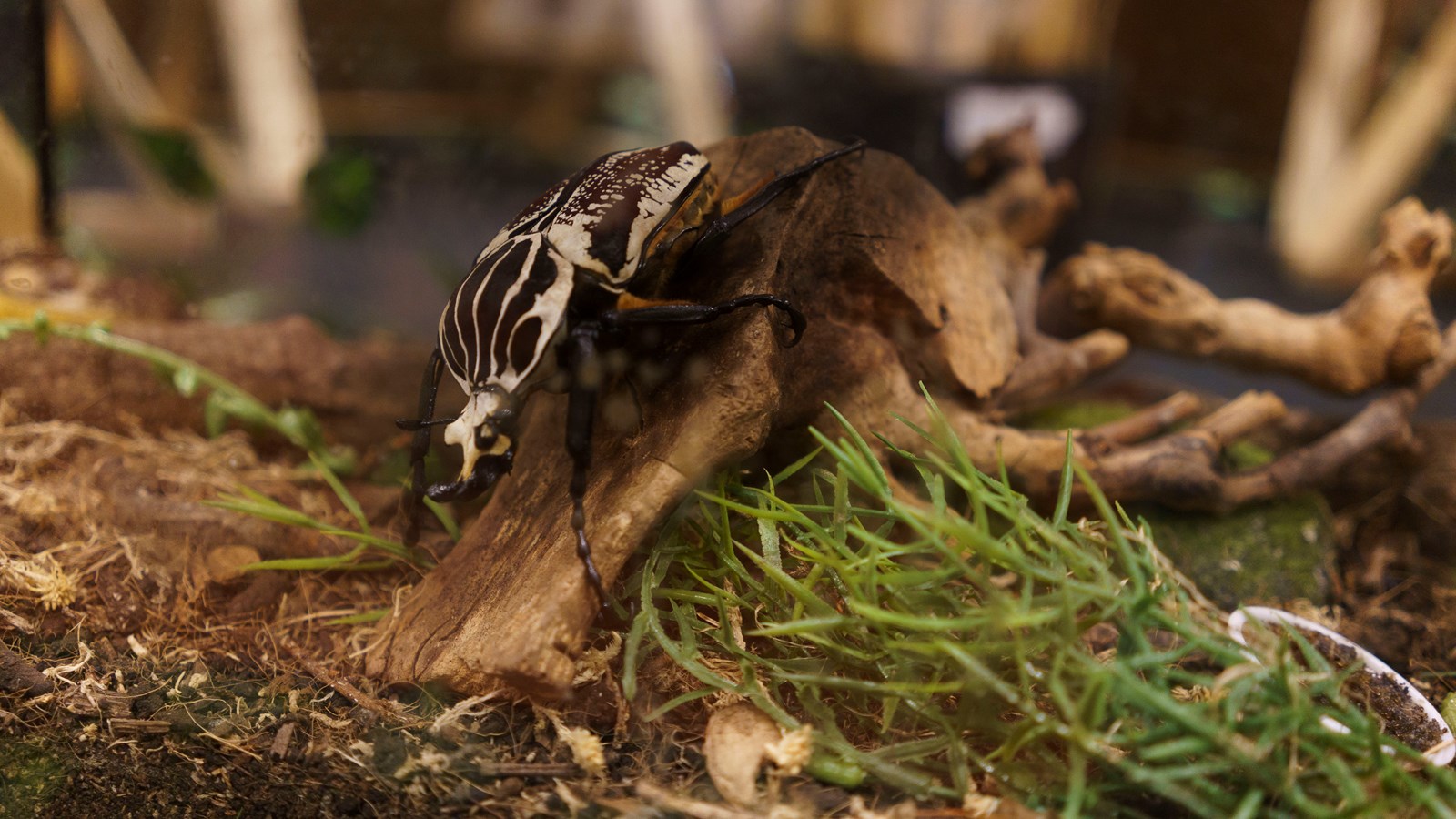 Une expérience captivante au Festival des insectes