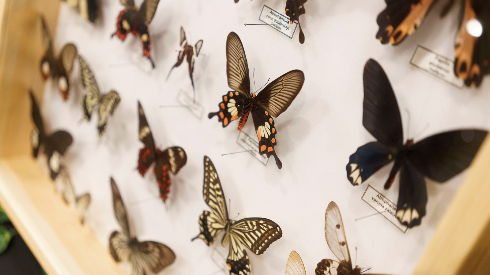 Une expérience captivante au Festival des insectes