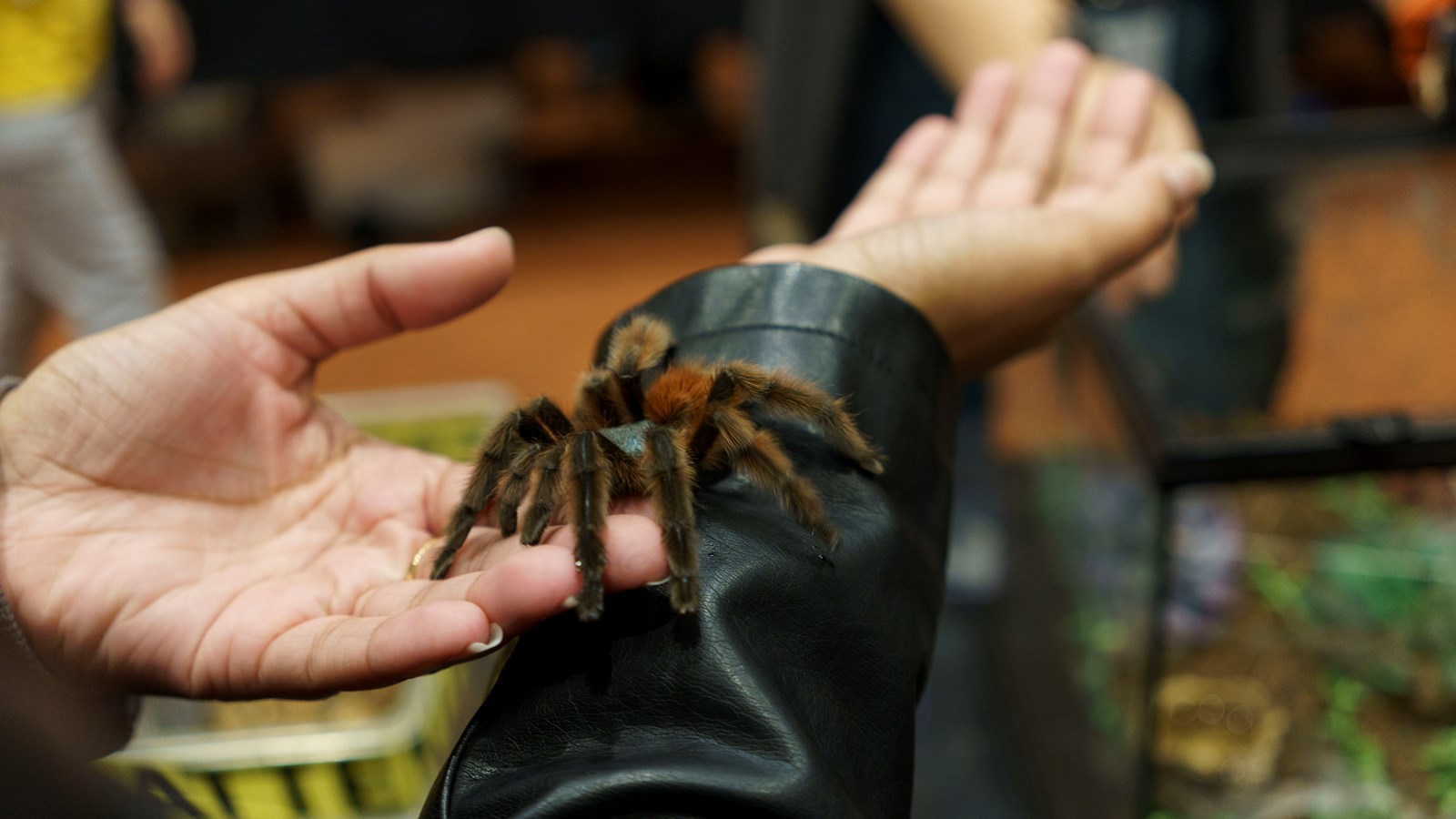 Une expérience captivante au Festival des insectes