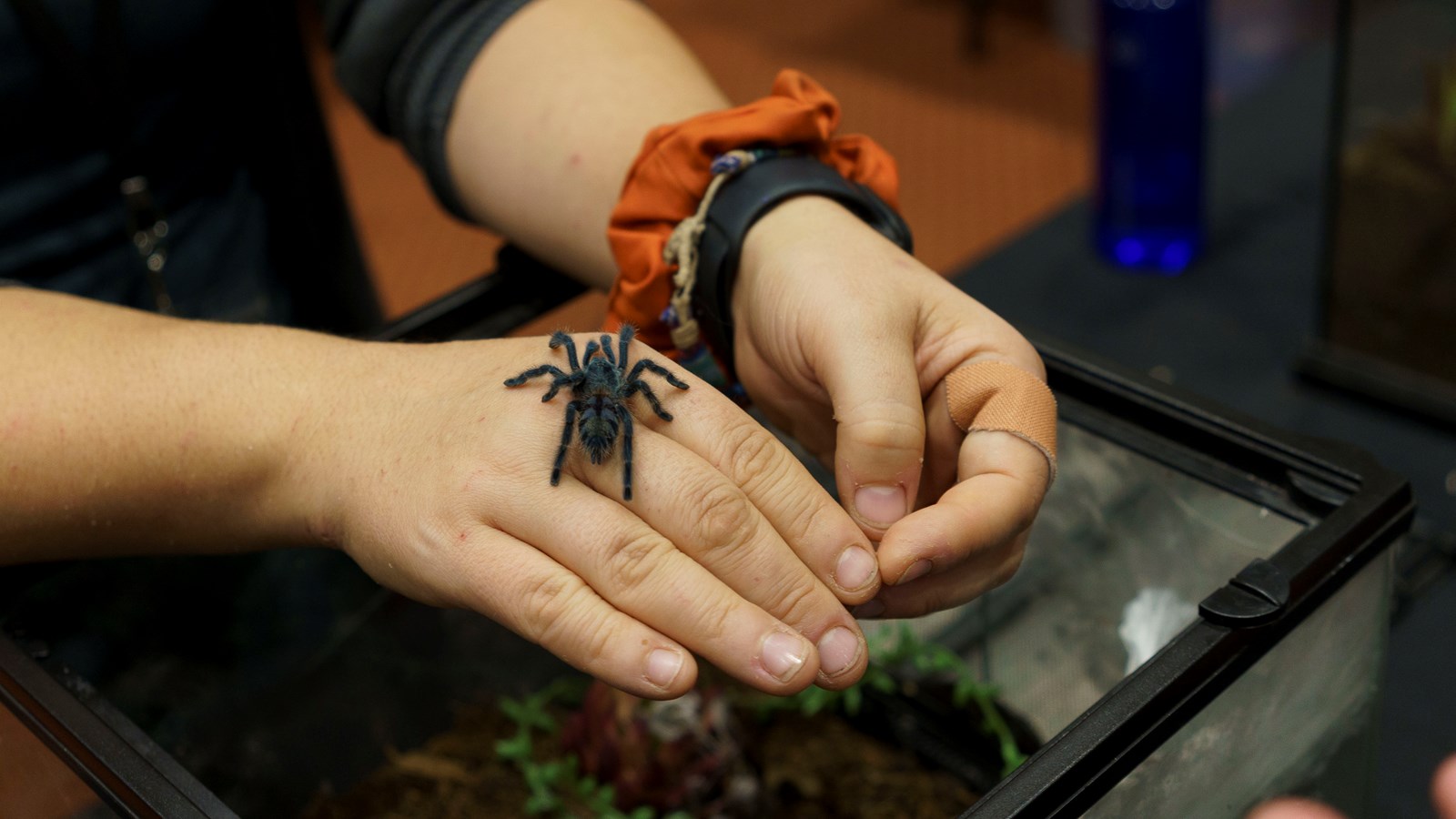 Une expérience captivante au Festival des insectes