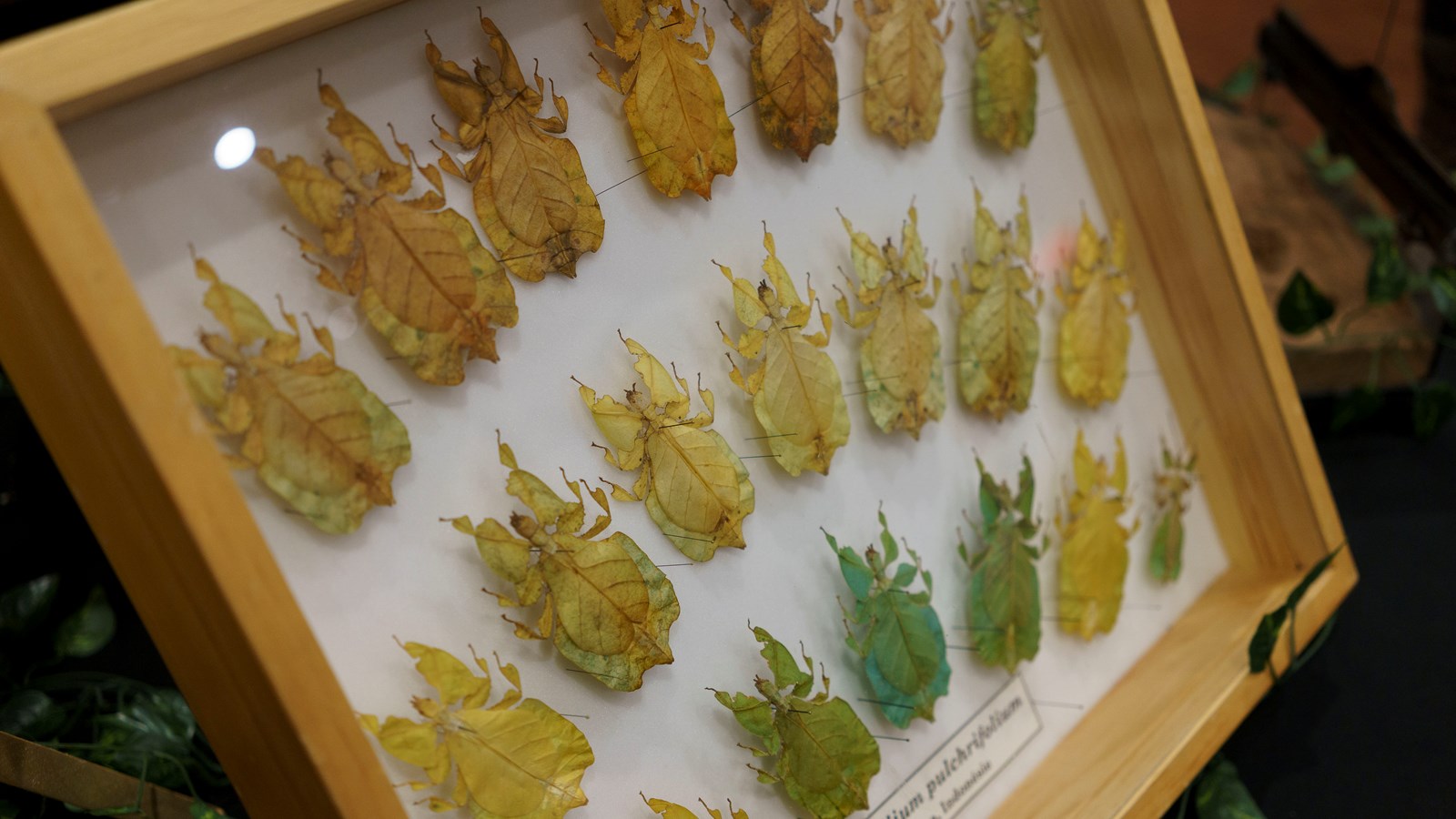 Une expérience captivante au Festival des insectes