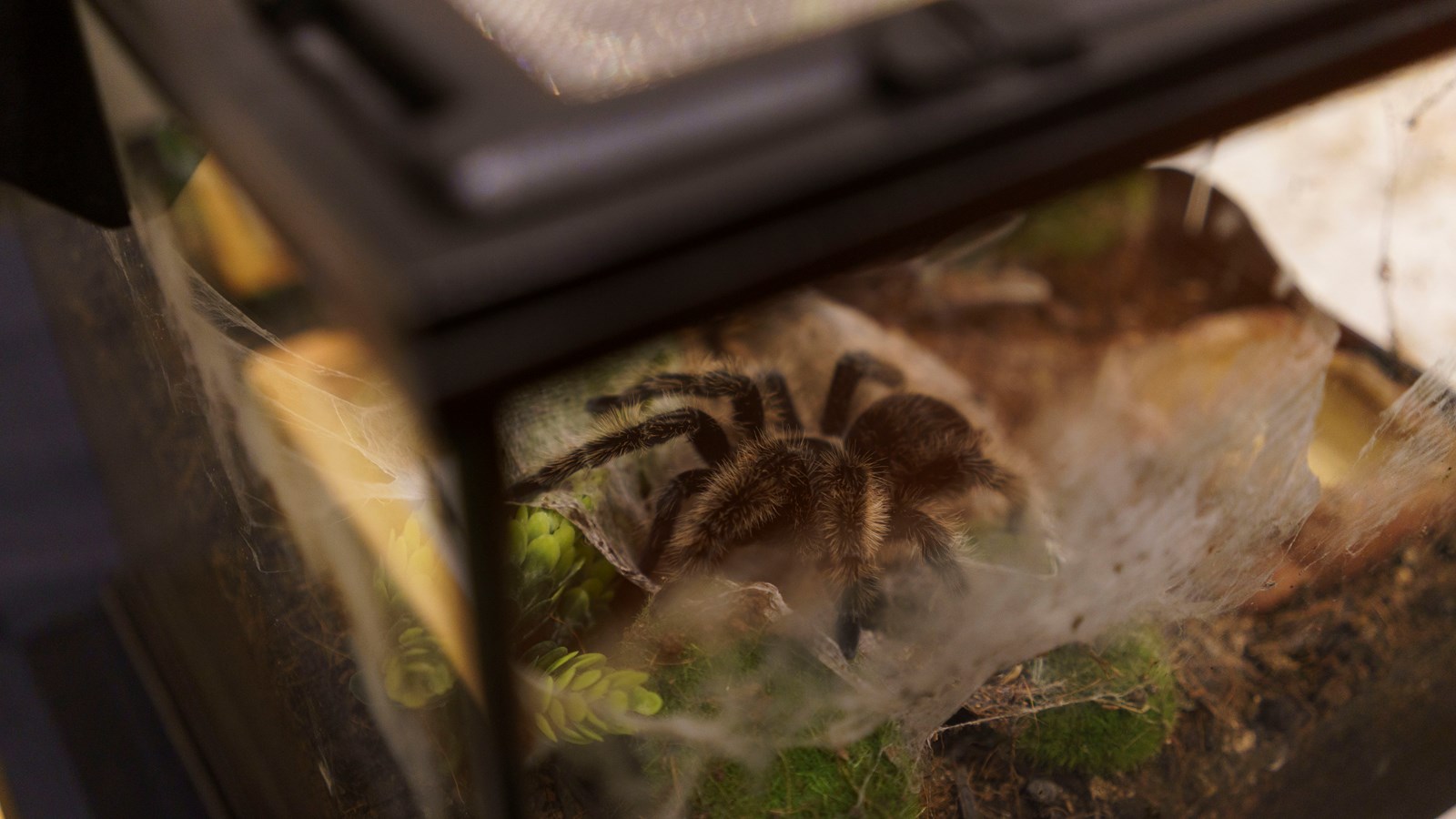 Une expérience captivante au Festival des insectes