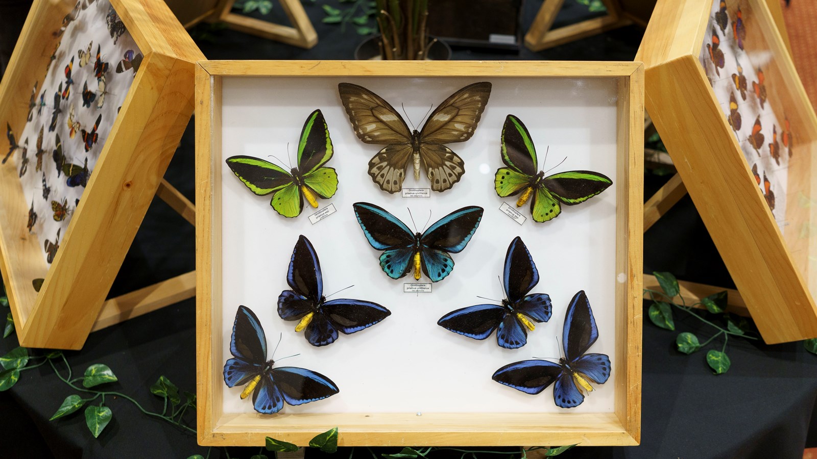 Une expérience captivante au Festival des insectes