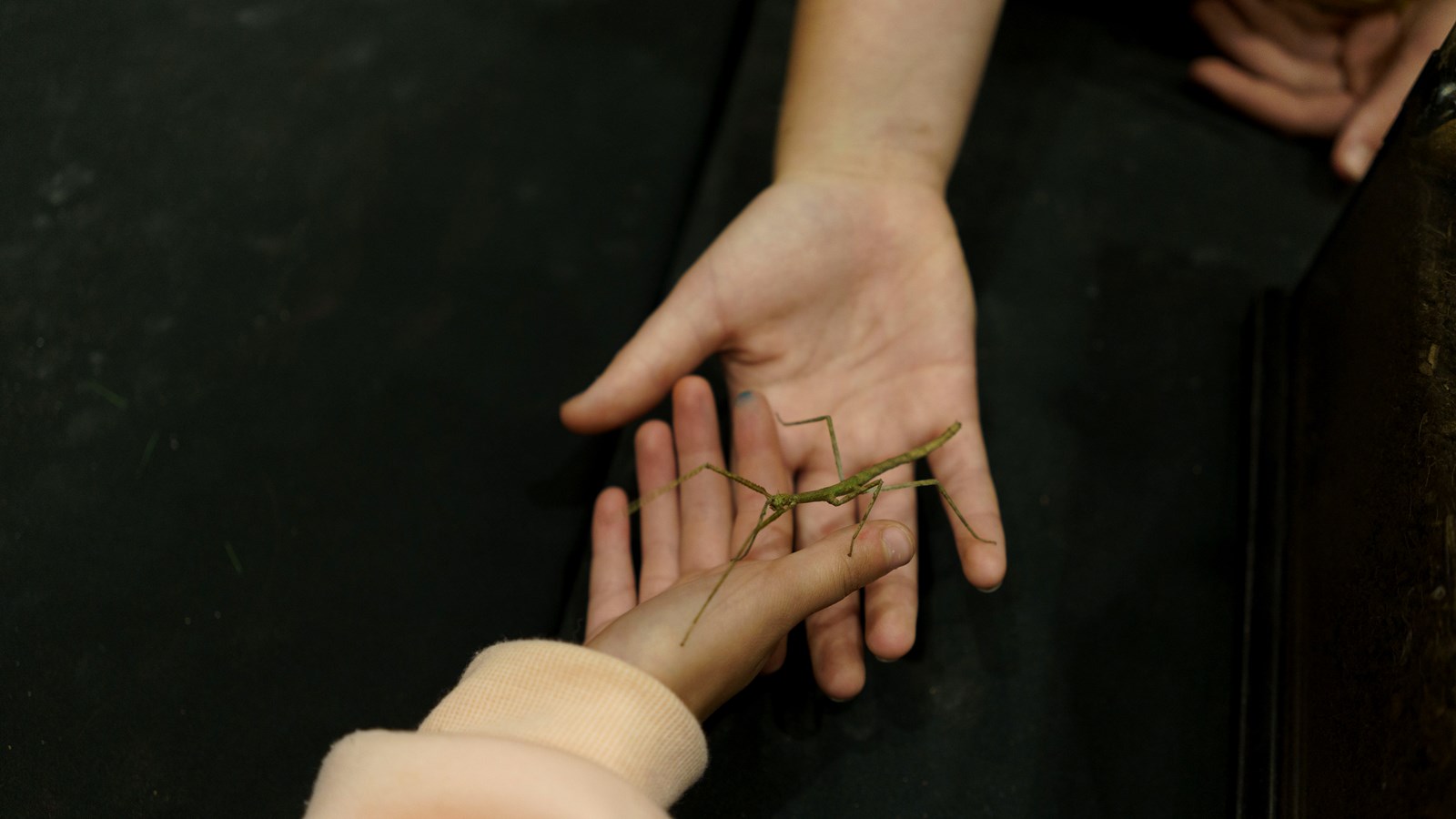 Une expérience captivante au Festival des insectes