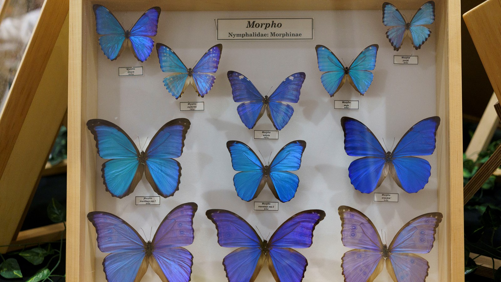 Une expérience captivante au Festival des insectes