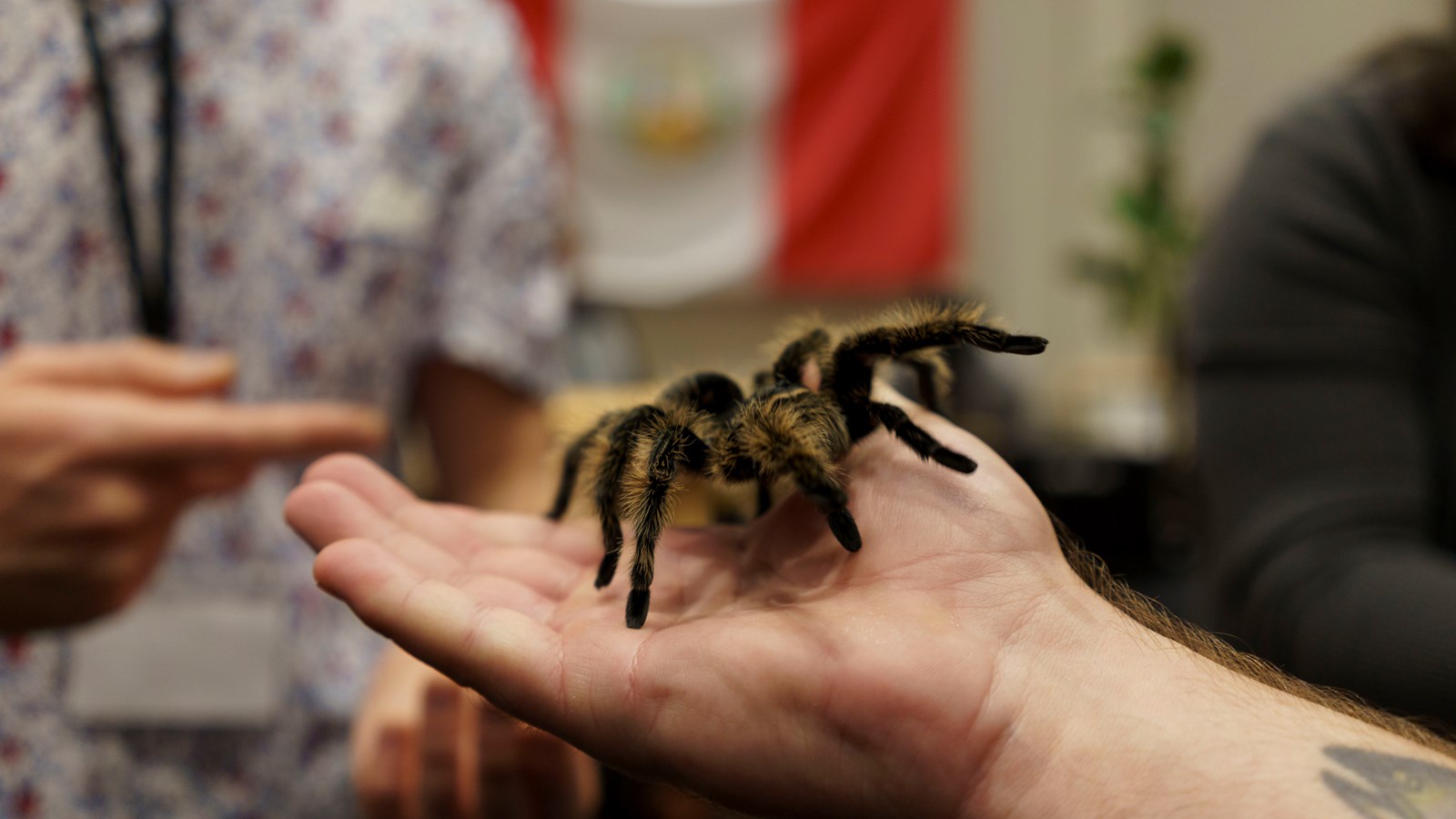 Une expérience captivante au Festival des insectes