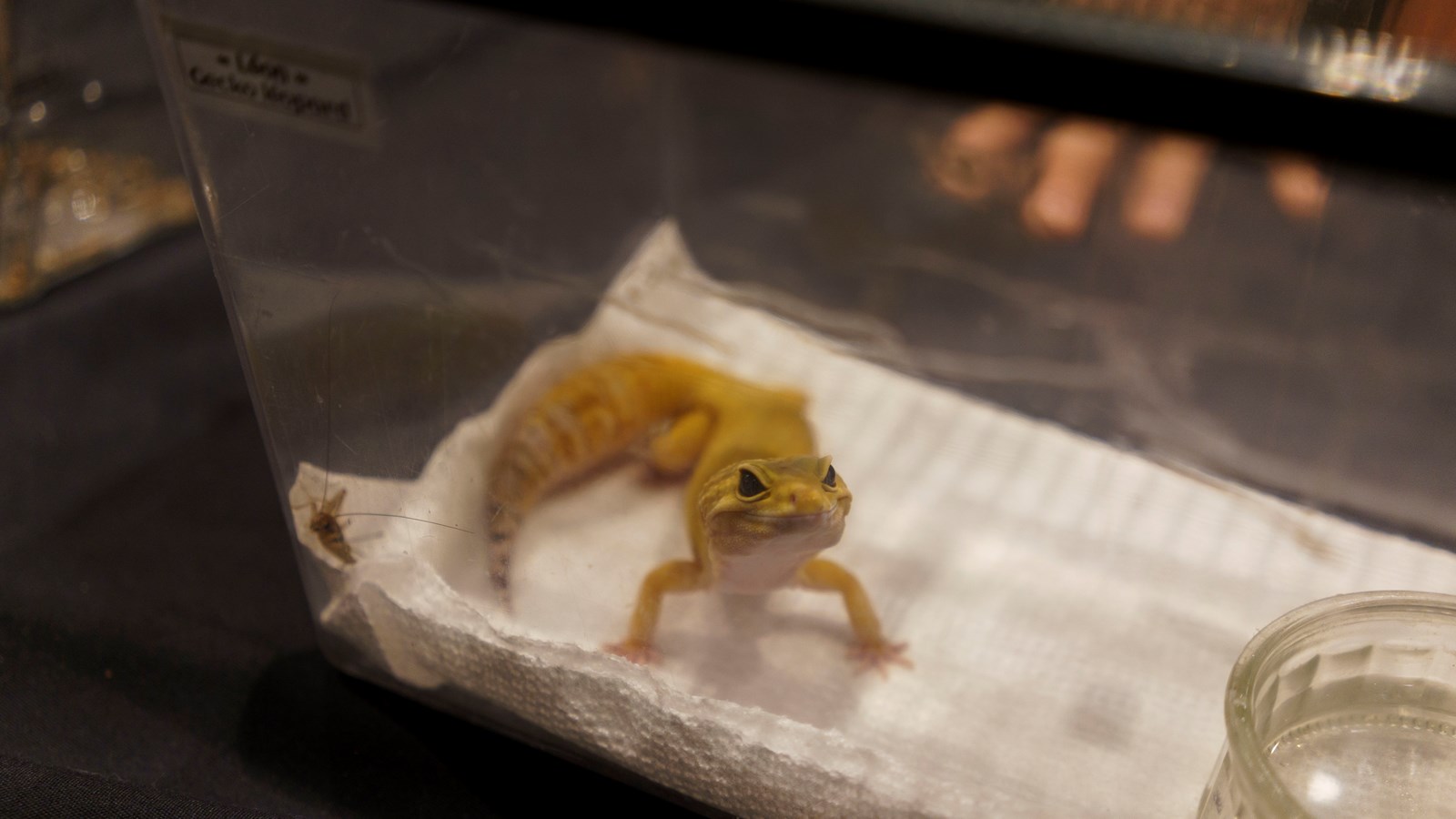 Une expérience captivante au Festival des insectes