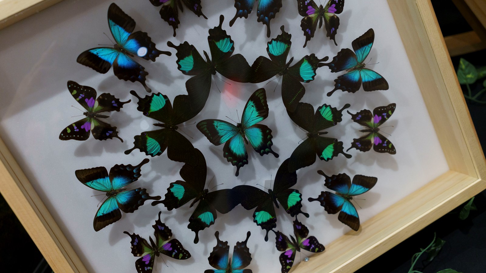 Une expérience captivante au Festival des insectes