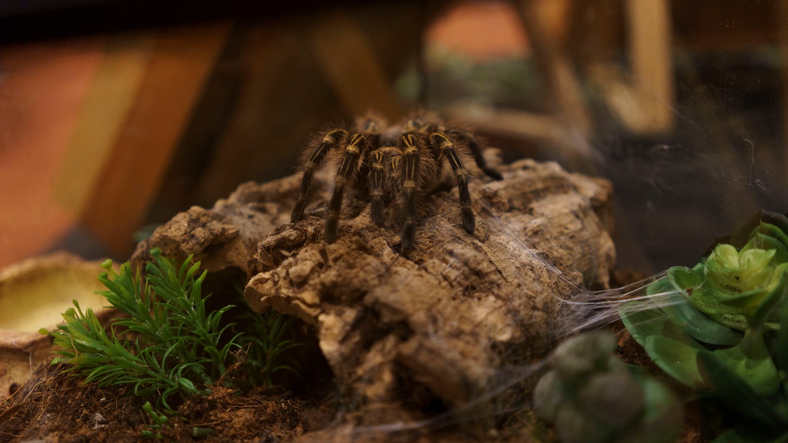 Une expérience captivante au Festival des insectes