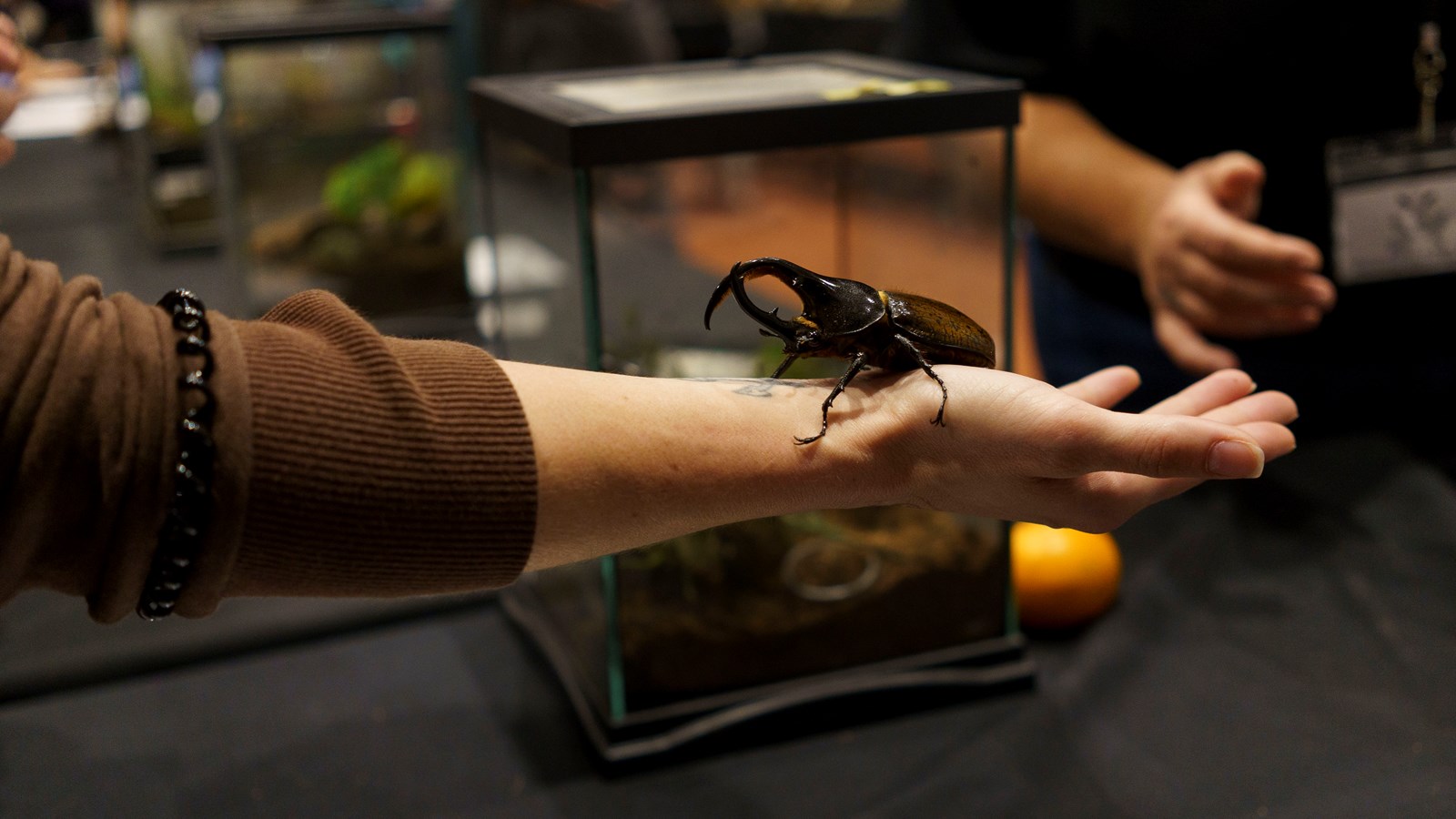 Une expérience captivante au Festival des insectes