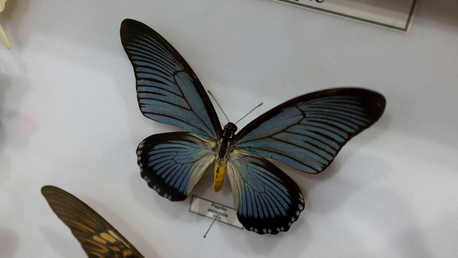 Une expérience captivante au Festival des insectes