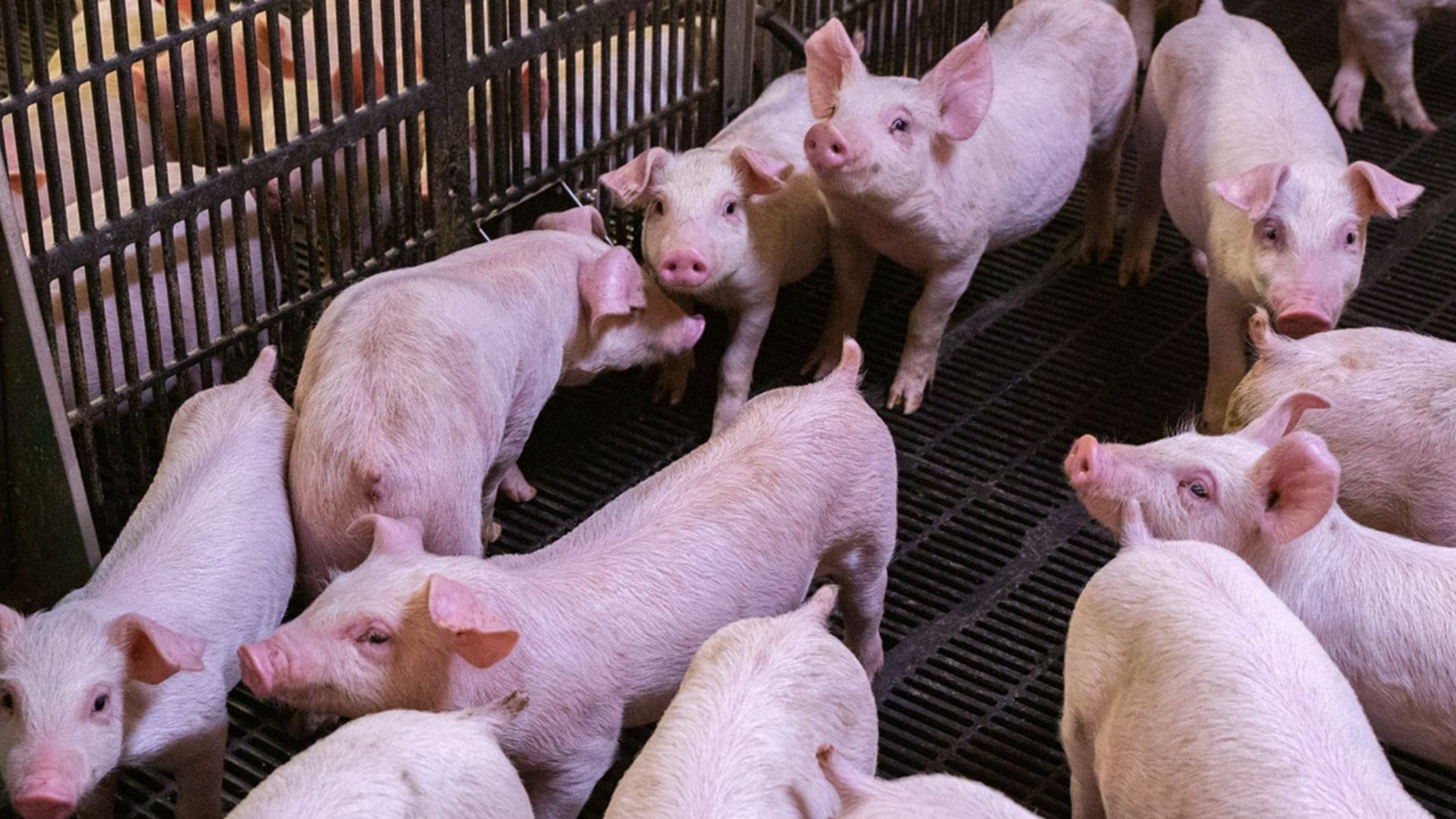 Lettre ouverte aux producteurs de porcs pour la préservation du Grand lac Saint-François