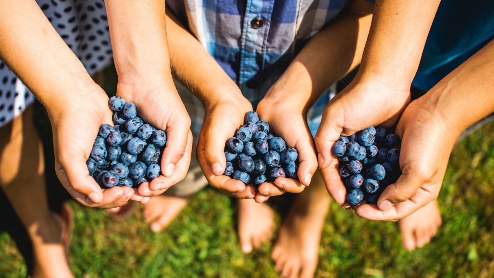 Bleuets: une cueillette précoce cette année