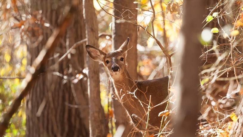 Présence hâtive de la grande faune: appel à la prudence